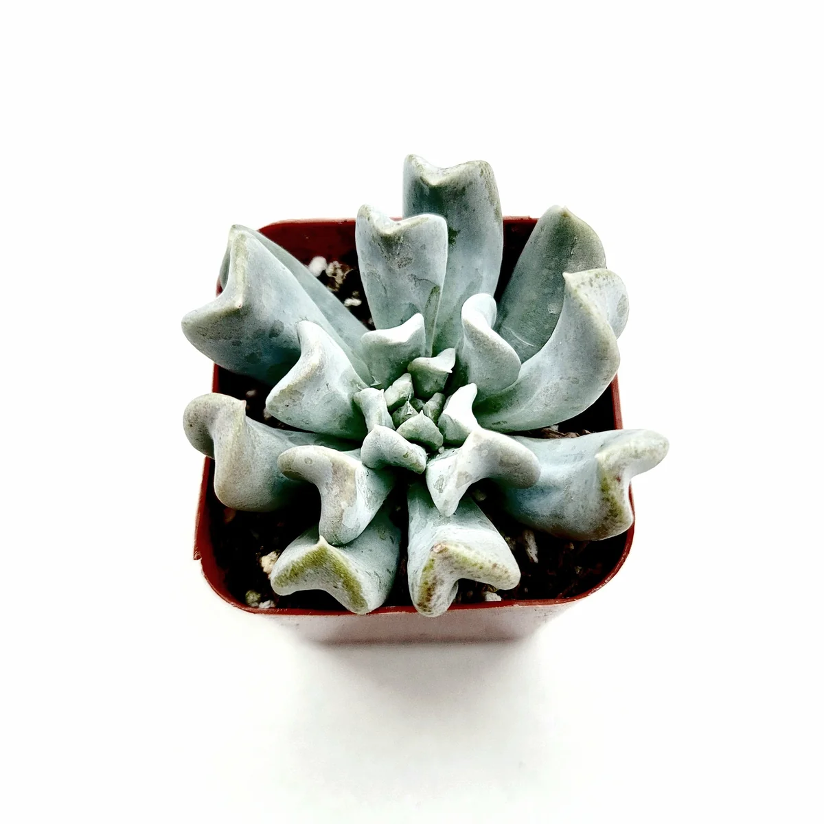 Echeveria 'Topsy Turvy' Succulent Plant - Live Crassulaceae Rosette - Image 5