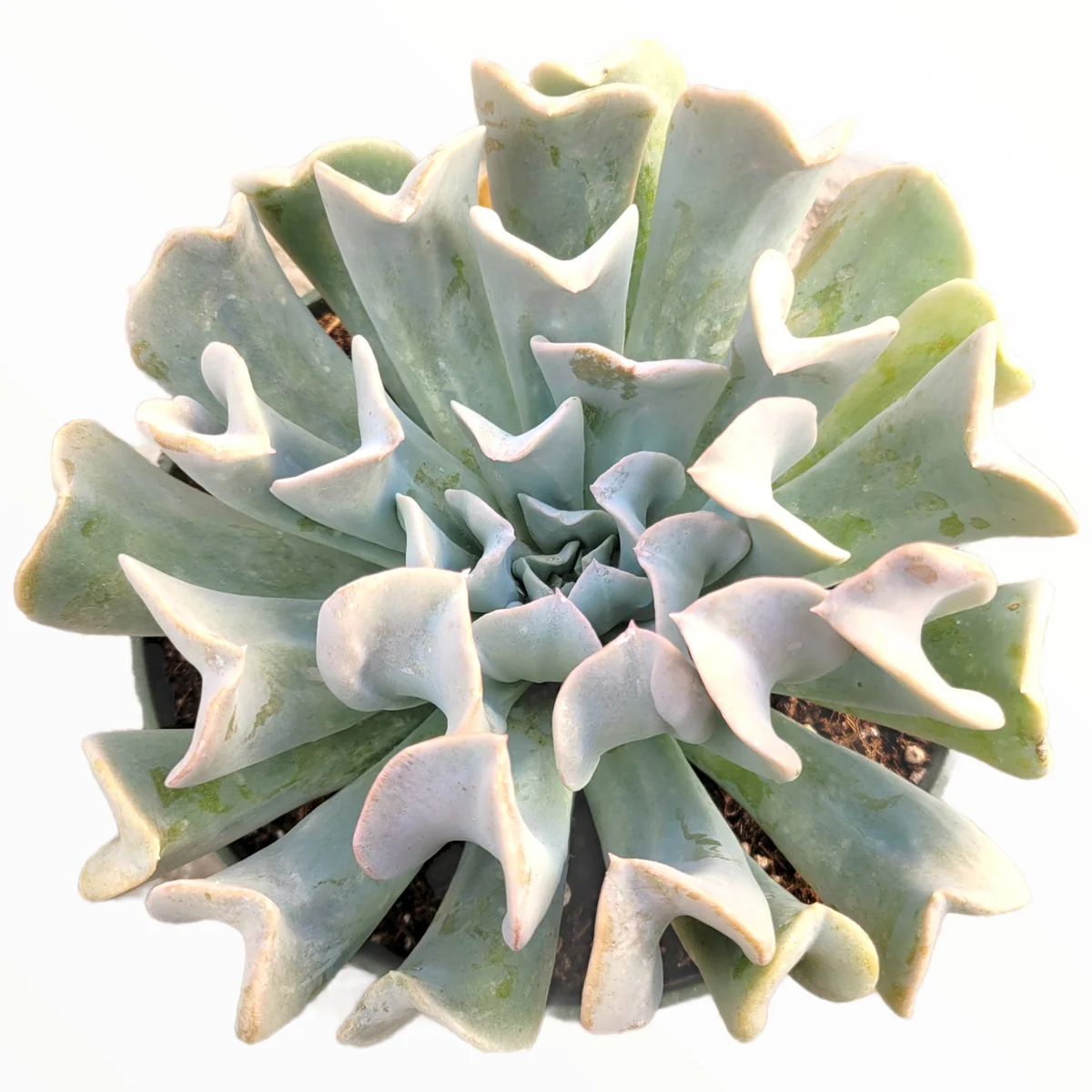 Echeveria 'Topsy Turvy' Succulent Plant - Live Crassulaceae Rosette - Image 1