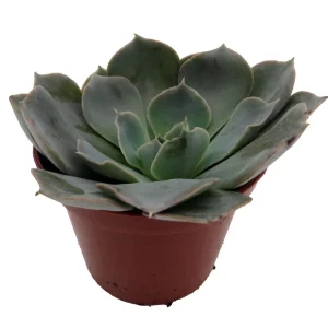 Echeveria Truffles Succulent Live Plant – 2.5 Inch Pot – Indoor/Outdoor - Image 3