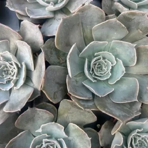 Echeveria Truffles Succulent Live Plant – 2.5 Inch Pot – Indoor/Outdoor - Image 4