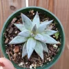Echeveria Unguiculata Succulent Live Plant - Easy Care Crassulaceae - Image 1