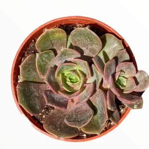 Echeveria Vampire 'Red Ball' Succulent Plant - Live Indoor Succulent - Image 2