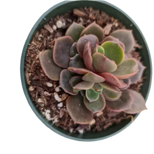 Echeveria Vampire 'Red Ball' Succulent Plant - Live Indoor Succulent - Image 3