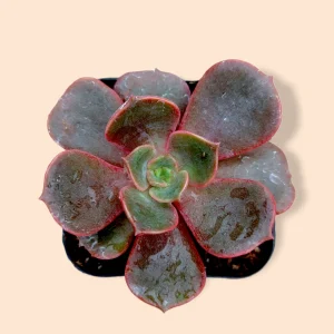 Echeveria Vampire 'Red Ball' Succulent Plant - Live Indoor Succulent - Image 6