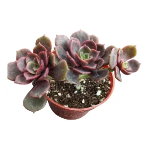 Echeveria Vampire 'Red Ball' Succulent Plant - Live Indoor Succulent - Image 7