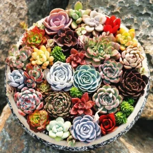 Echeveria Variety Mix Succulent Seeds - Rare Exotic Plant Seeds 100+ - Image 2