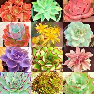 Echeveria Variety Mix Succulent Seeds - Rare Exotic Plant Seeds 100+ - Image 1