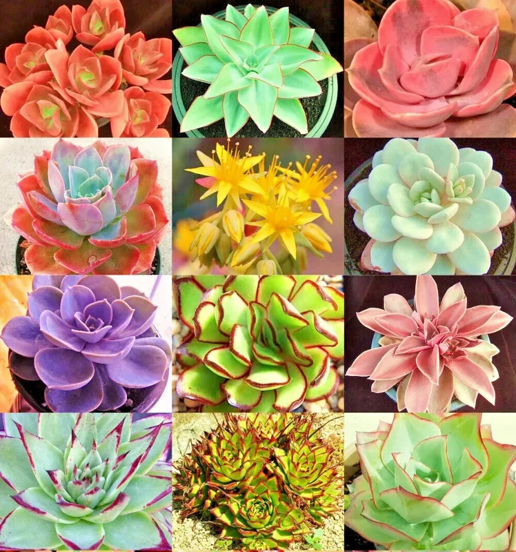Echeveria Variety Mix Succulent Seeds - Rare Exotic Plant Seeds 100+ - Image 1
