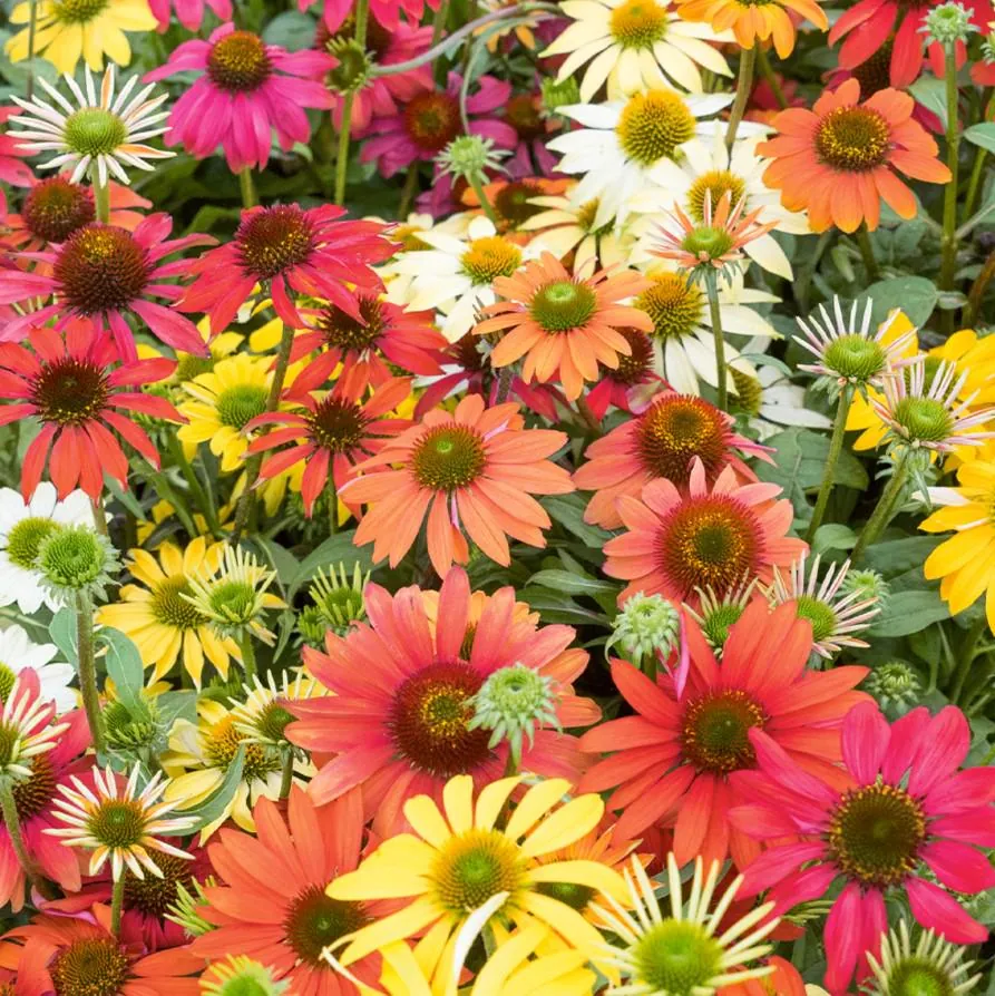 Echinacea Cheyenne Spirit Live Plants - Set of 2, 4-8" Tall, 4" Pot, Multicolor Coneflower - Image 2