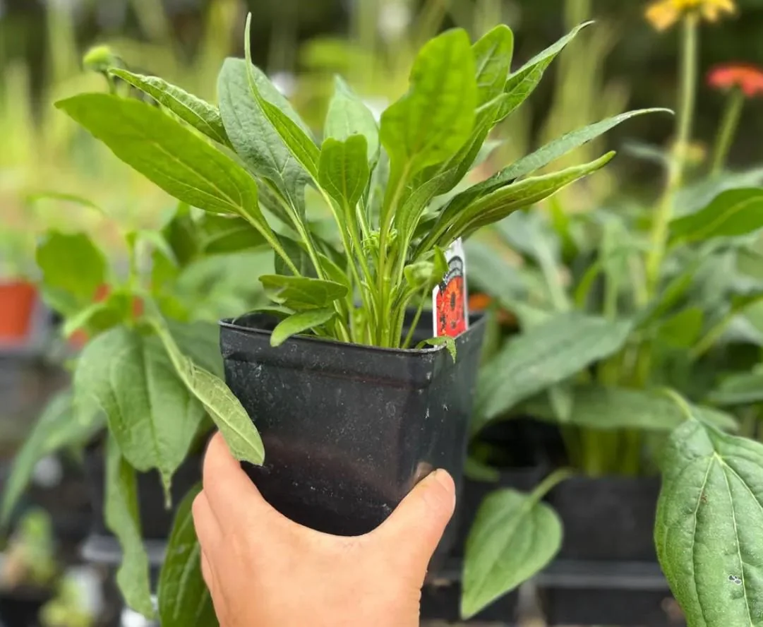 Echinacea Cheyenne Spirit Live Plants - Set of 2, 4-8" Tall, 4" Pot, Multicolor Coneflower - Image 3