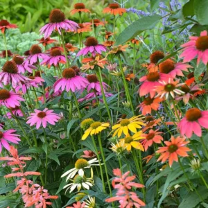 Echinacea Cheyenne Spirit Live Plants - Set of 2, 4-8