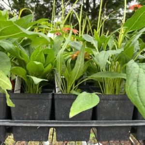 Echinacea Cheyenne Spirit Live Plants - Set of 2, 4-8