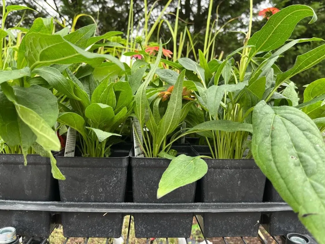 Echinacea Cheyenne Spirit Live Plants - Set of 2, 4-8" Tall, 4" Pot, Multicolor Coneflower - Image 4
