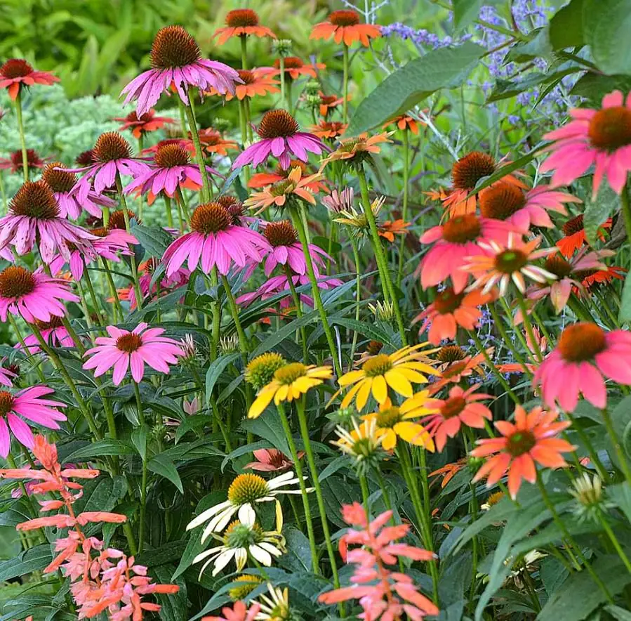 Echinacea Cheyenne Spirit Live Plants - Set of 2, 4-8" Tall, 4" Pot, Multicolor Coneflower - Image 1
