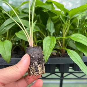 Echinacea Coneflower Panama Red Live Plant - Perennial Wildflower Starter - Image 2