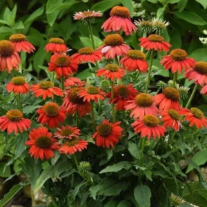 Echinacea Live Plant Plugs - Coneflower Starter Plants - Hardy Perennial Blooms for Garden & Containers - Image 2