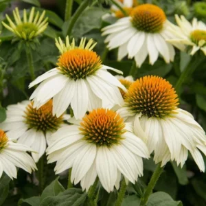 Echinacea Live Plant Plugs - Coneflower Starter Plants - Hardy Perennial Blooms for Garden & Containers - Image 3