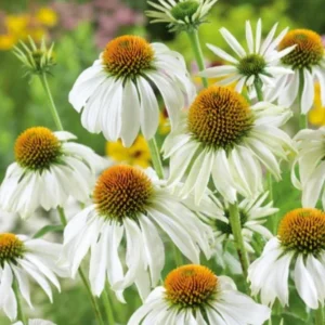 Echinacea Live Plant Plugs - Coneflower Starter Plants - Hardy Perennial Blooms for Garden & Containers - Image 4