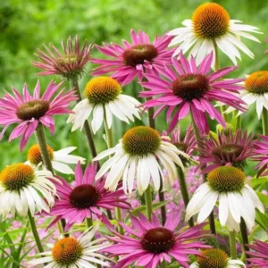 Echinacea Live Plant Plugs - Coneflower Starter Plants - Hardy Perennial Blooms for Garden & Containers - Image 5