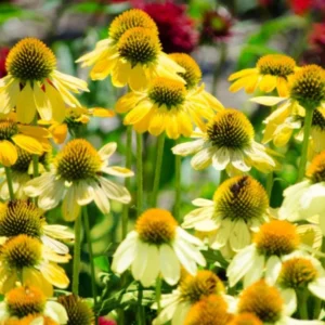 Echinacea Live Plant Plugs - Coneflower Starter Plants - Hardy Perennial Blooms for Garden & Containers - Image 7