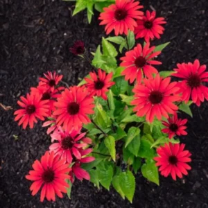 Echinacea Live Plant Plugs - Coneflower Starter Plants - Hardy Perennial Blooms for Garden & Containers - Image 9