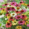 Echinacea Live Plant Starter – Perennial Coneflower for Pollinators – 1 inch Plug - Image 1