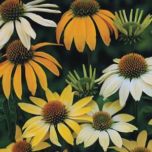 Echinacea Live Plant Starter – Perennial Coneflower for Pollinators – 1 inch Plug - Image 7