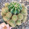 Echinobivia 'Rainbow Bursts' Cactus Live Plant - Easy Care Succulent - Image 1