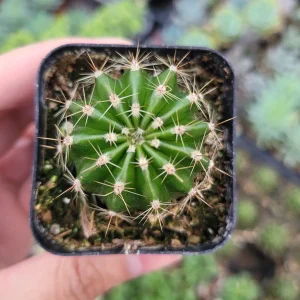 Echinobivia 'Rainbow Bursts' Cactus Live Plant - Easy Care Succulent - Image 3