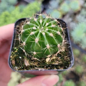 Echinobivia 'Rainbow Bursts' Cactus Live Plant - Easy Care Succulent - Image 4