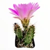 Echinocereus pentalophus Lady Finger Cactus Live Plant - Hardy Succulent - Image 1