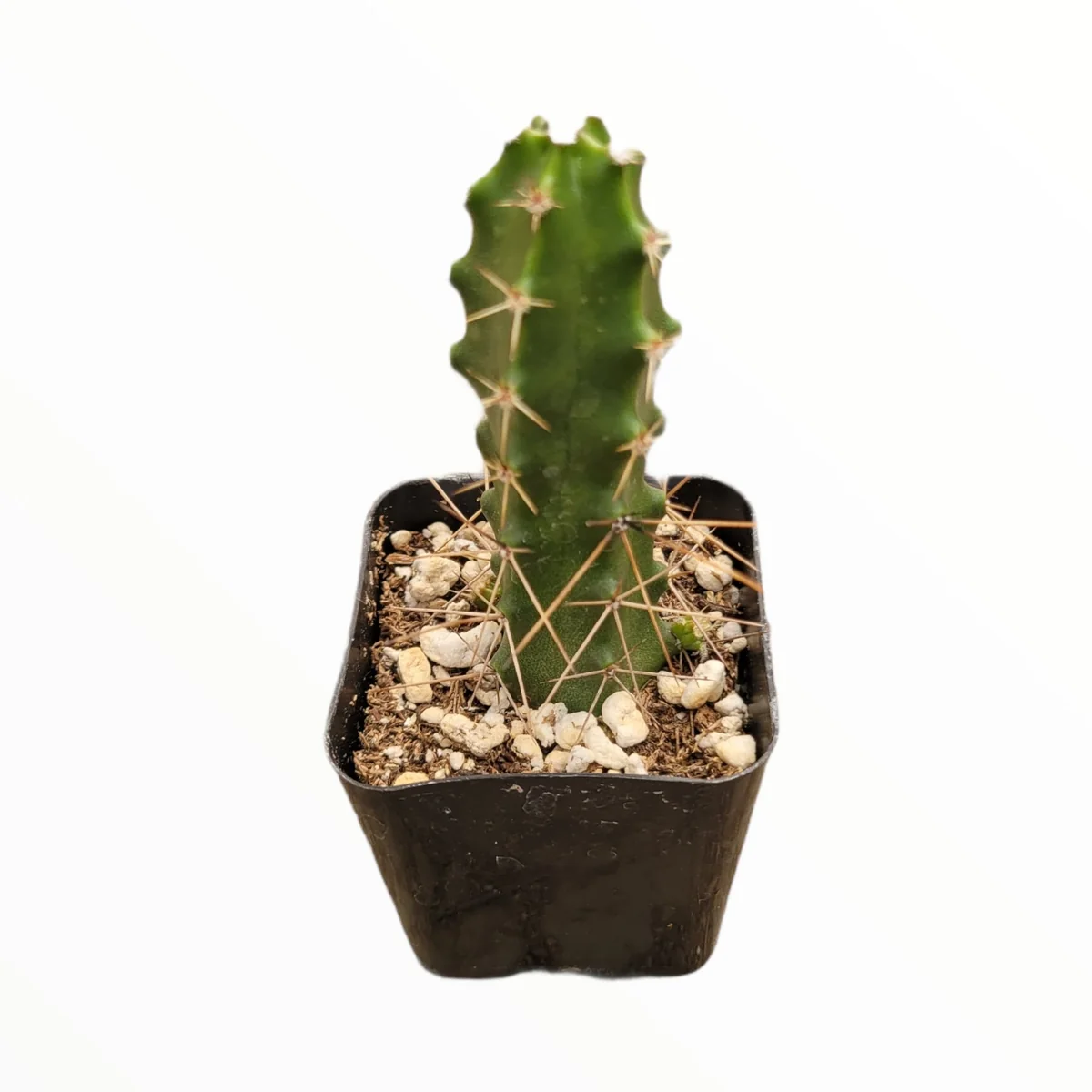 Echinocereus pentalophus Lady Finger Cactus Live Plant - Hardy Succulent - Image 3