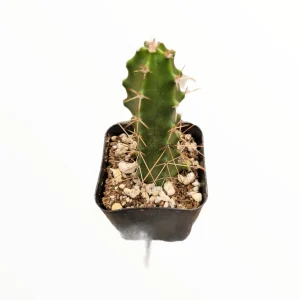 Echinocereus pentalophus Lady Finger Cactus Live Plant - Hardy Succulent - Image 4