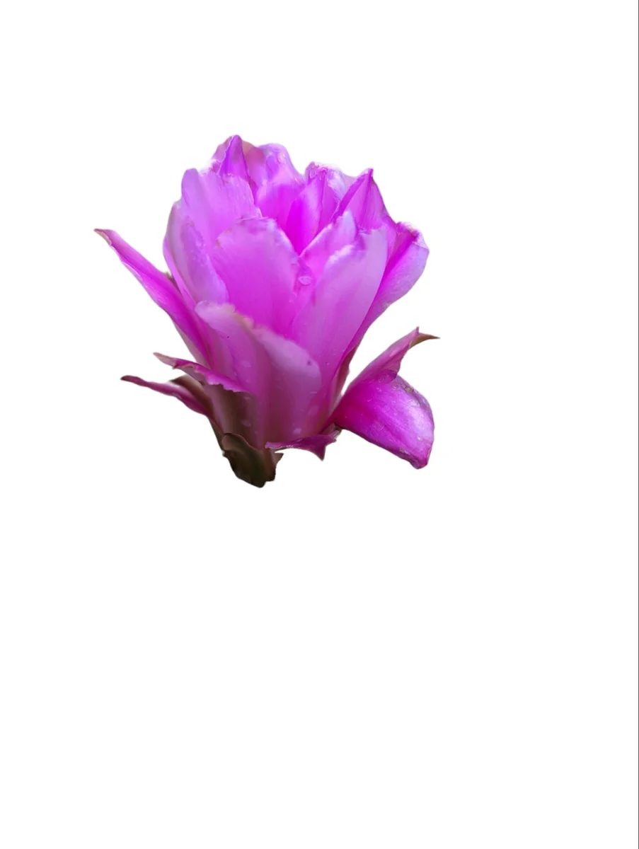 Echinocereus pentalophus Lady Finger Cactus Live Plant - Hardy Succulent - Image 8