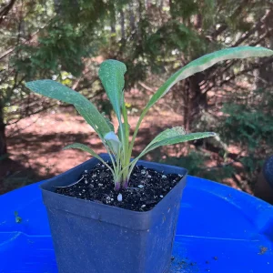 Echinops Blue Glow Live Plant - Globe Thistle - Perennial Outdoor - Image 2