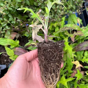 Echinops Blue Glow Live Plant - Globe Thistle - Perennial Outdoor - Image 4