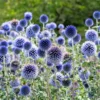Echinops Blue Glow Live Plant - Set of 2 Globe Thistle Perennial - 3-6" Tall Plug - Image 1