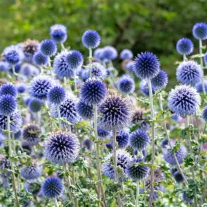 Echinops Blue Glow Live Plant - Set of 2 Globe Thistle Perennial - 3-6