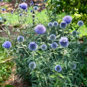 Echinops Blue Glow Live Plant - Set of 2 Globe Thistle Perennial - 3-6
