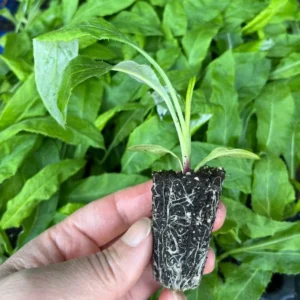 Echinops Blue Glow Live Plant - Set of 2 Globe Thistle Perennial - 3-6