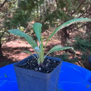 Echinops Blue Glow Live Plant - Set of 2 Globe Thistle Perennial - 3-6