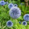 Echinops Blue Glow Starter Plant - 3-6" Tall Plug - Globe Thistle Perennial - Image 1