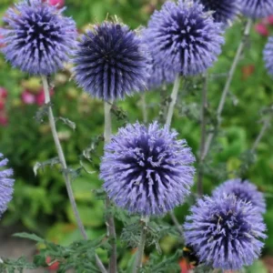 Echinops Blue Glow Starter Plant - 3-6