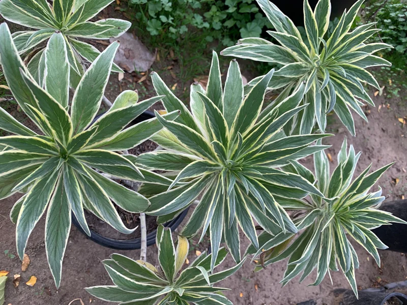 Echium Candicans Star of Madeira Live Plant – 3 Gallon Pot – Outdoor Shrub - Image 2