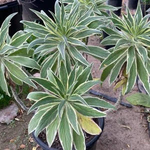 Echium Candicans Star of Madeira Live Plant – 3 Gallon Pot – Outdoor Shrub - Image 1