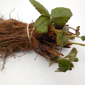 Eclair Strawberry Plants - June Bearing Bare Root Live Plant, Sweet & Fragrant Berries - Image 2