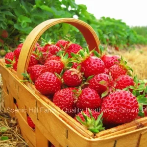 Eclair Strawberry Plants - June Bearing Bare Root Live Plant, Sweet & Fragrant Berries - Image 1