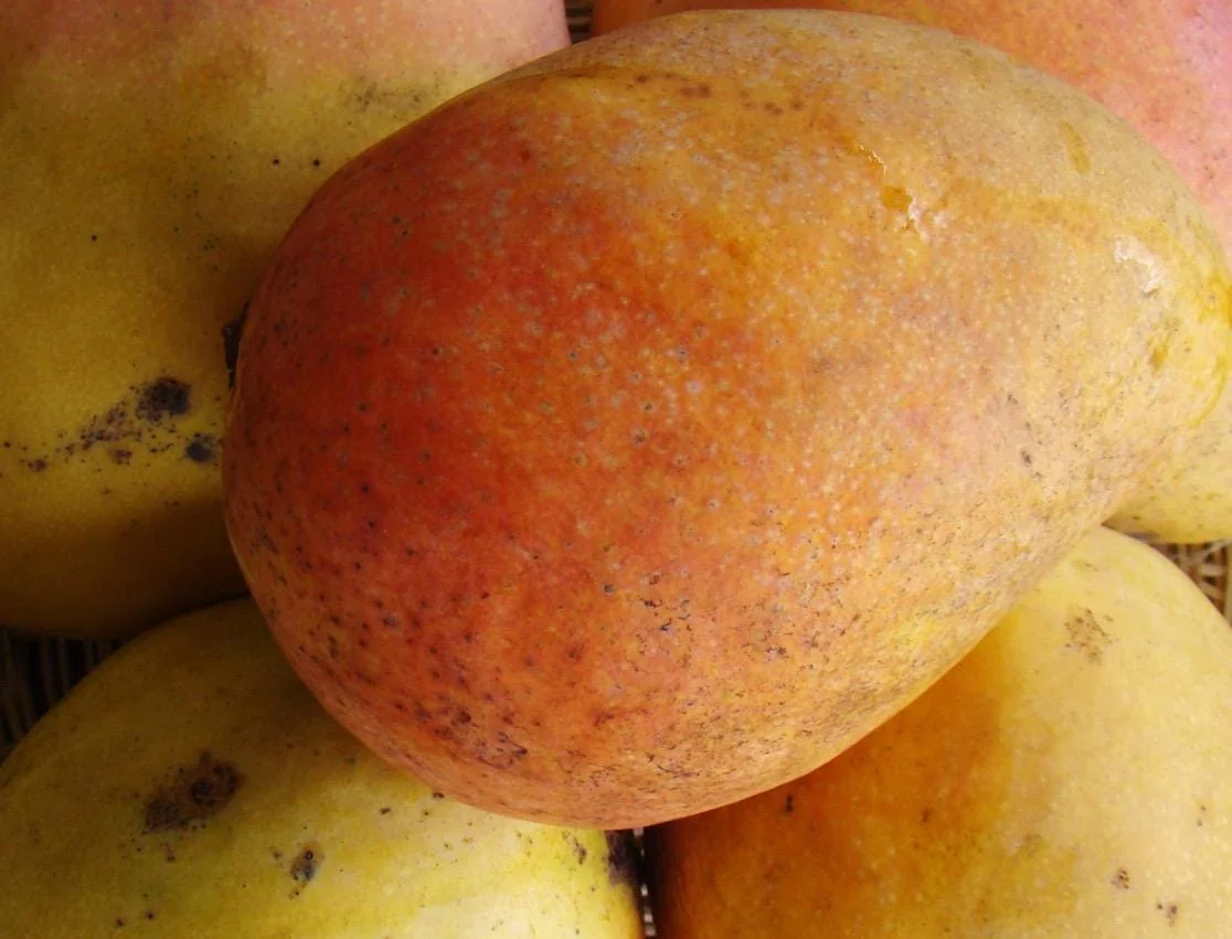 Edward Mango Tree Live Plant - Grafted, 2-4 Ft Tall, 3 Gallon Container - Image 1