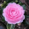 E.G. Waterhouse Camellia Live Plant - Pink Formal Double Flowers, 0.667 Gallon - Image 1