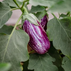 Eggplant Seeds – 50 Count Seed Packet – Grow Your Own Vegetables - Image 2